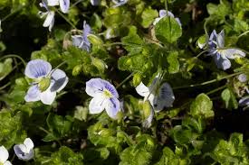 Attēlu rezultāti vaicājumam “Veronica filiformis bud”