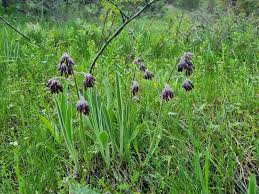 Attēlu rezultāti vaicājumam “Boraginaceae”