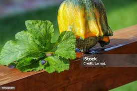 Attēlu rezultāti vaicājumam “Cucurbita pepo leaf”