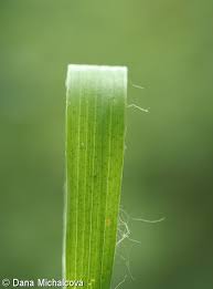 Attēlu rezultāti vaicājumam “Luzula pilosa leaf”