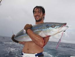 Image result for Elagatis bipinnulata