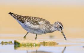Attēlu rezultāti vaicājumam “Tringa glareola”