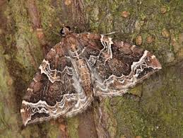 Attēlu rezultāti vaicājumam “Eulithis prunata”