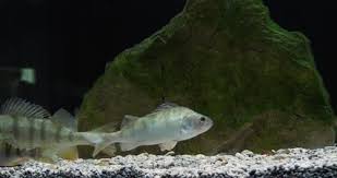 Image result for Perca fluviatilis