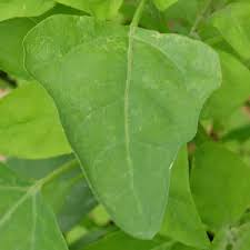 Attēlu rezultāti vaicājumam “Fallopia convolvulus leaf”