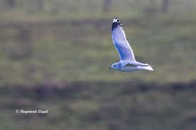 Attēlu rezultāti vaicājumam “Larus canus adult”
