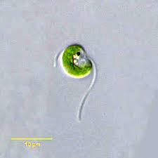 Attēlu rezultāti vaicājumam “Chlorophyta”