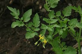 Attēlu rezultāti vaicājumam “Lycopersicon esculentum leaf”