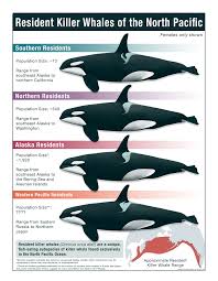 Image result for Orcinus orca