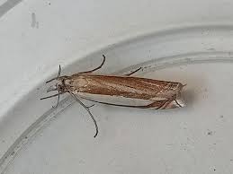 Attēlu rezultāti vaicājumam “Crambus silvella”