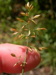 Attēlu rezultāti vaicājumam “Poa compressa”
