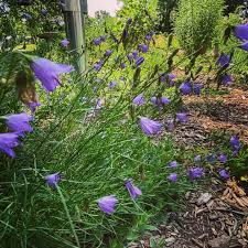 Attēlu rezultāti vaicājumam “Campanula rotundifolia”