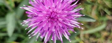 Image result for Centaurea nigra