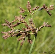 Attēlu rezultāti vaicājumam “Schoenoplectus lacustris subsp. glaucus bud”