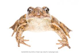 Attēlu rezultāti vaicājumam “Pelobates fuscus”