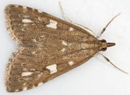 Attēlu rezultāti vaicājumam “Udea olivalis”