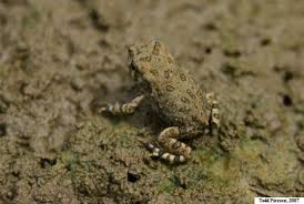 Attēlu rezultāti vaicājumam “Bufo bufo juvenile”