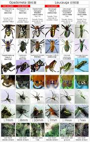 Attēlu rezultāti vaicājumam “Tetragnathidae”