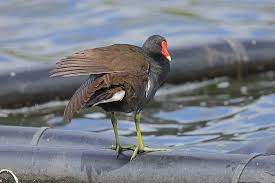 Image result for Gallinula chloropus