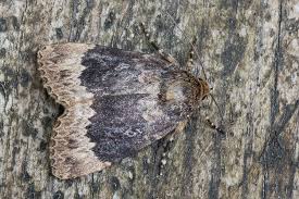 Attēlu rezultāti vaicājumam “Amphipyra perflua”