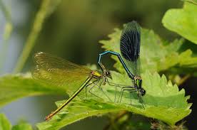 Attēlu rezultāti vaicājumam “Calopteryx splendens”