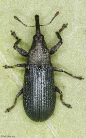 Attēlu rezultāti vaicājumam “Magdalis sp.”