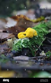 Attēlu rezultāti vaicājumam “Physarum bivalve young”