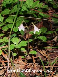 Attēlu rezultāti vaicājumam “Linnaea borealis fruit”