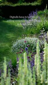 Image result for Digitalis lutea