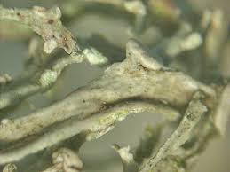 Attēlu rezultāti vaicājumam “Ramalina calicaris”