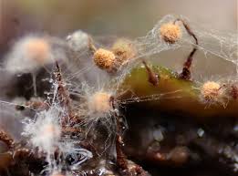 Attēlu rezultāti vaicājumam “Cribraria atrofusca spores”