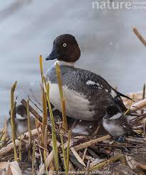 Attēlu rezultāti vaicājumam “Bucephala clangula”