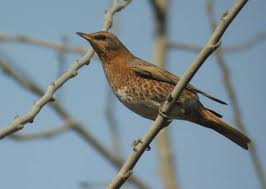 Image result for Turdus naumanni