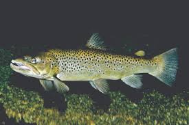 Image result for Salmo trutta trutta