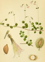 Attēlu rezultāti vaicājumam “Linnaea borealis leaf”