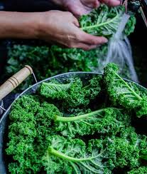 Image result for Grünkohl