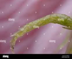 Attēlu rezultāti vaicājumam “Sphagnum inundatum”