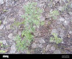 Attēlu rezultāti vaicājumam “Peucedanum oreoselinum leaf”