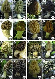 Attēlu rezultāti vaicājumam “Morchella sp.”