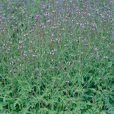Image result for Verbena officinalis