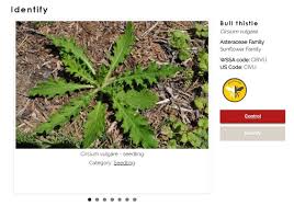 Attēlu rezultāti vaicājumam “Cirsium vulgare leaf”