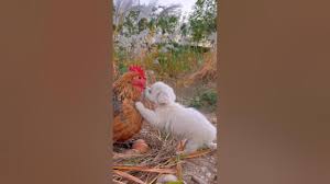 Image result for apupy