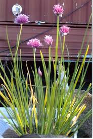 Attēlu rezultāti vaicājumam “Liceaceae”