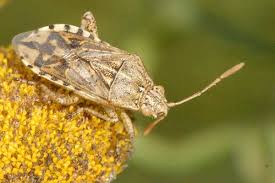 Attēlu rezultāti vaicājumam “Rhopalus maculatus”