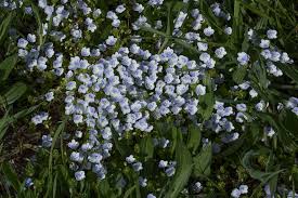 Attēlu rezultāti vaicājumam “Veronica filiformis flower”