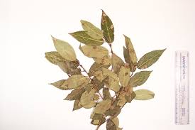 Attēlu rezultāti vaicājumam “Salix pentandra flower”