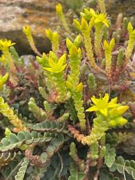 Attēlu rezultāti vaicājumam “Sedum acre flower”