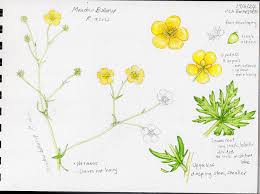 Attēlu rezultāti vaicājumam “Ranunculus acris”