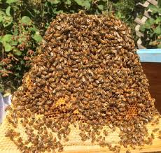 Image result for Boccia In Epsom & Ewell (Bees)