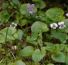 Attēlu rezultāti vaicājumam “Viola palustris leaf”